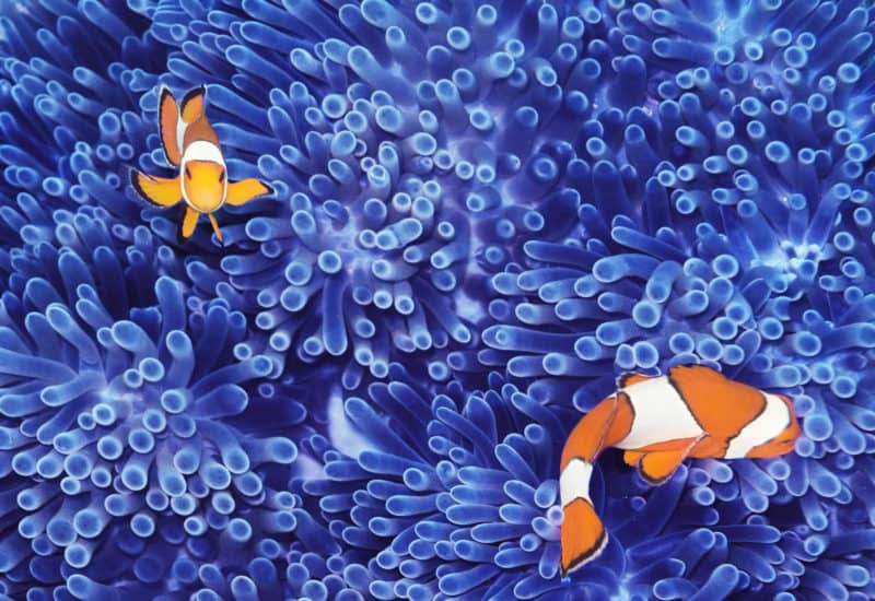 Fintastic Digital Advertising Benefits & Print Advertising Benefits